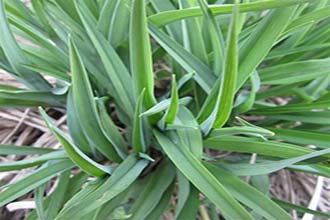 白癜風有什么重要特征